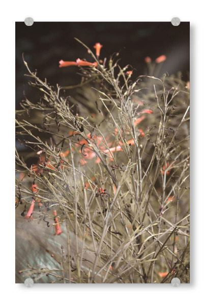 Acrylglasbild "Firecracker plant" artboxONE - Natur,Floral - Plant,Pflanze,Leaves,Blätter,Natur,Nature