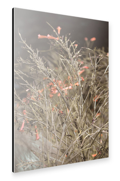 Alu-Dibond "Firecracker plant" 30x20 cm artboxONE