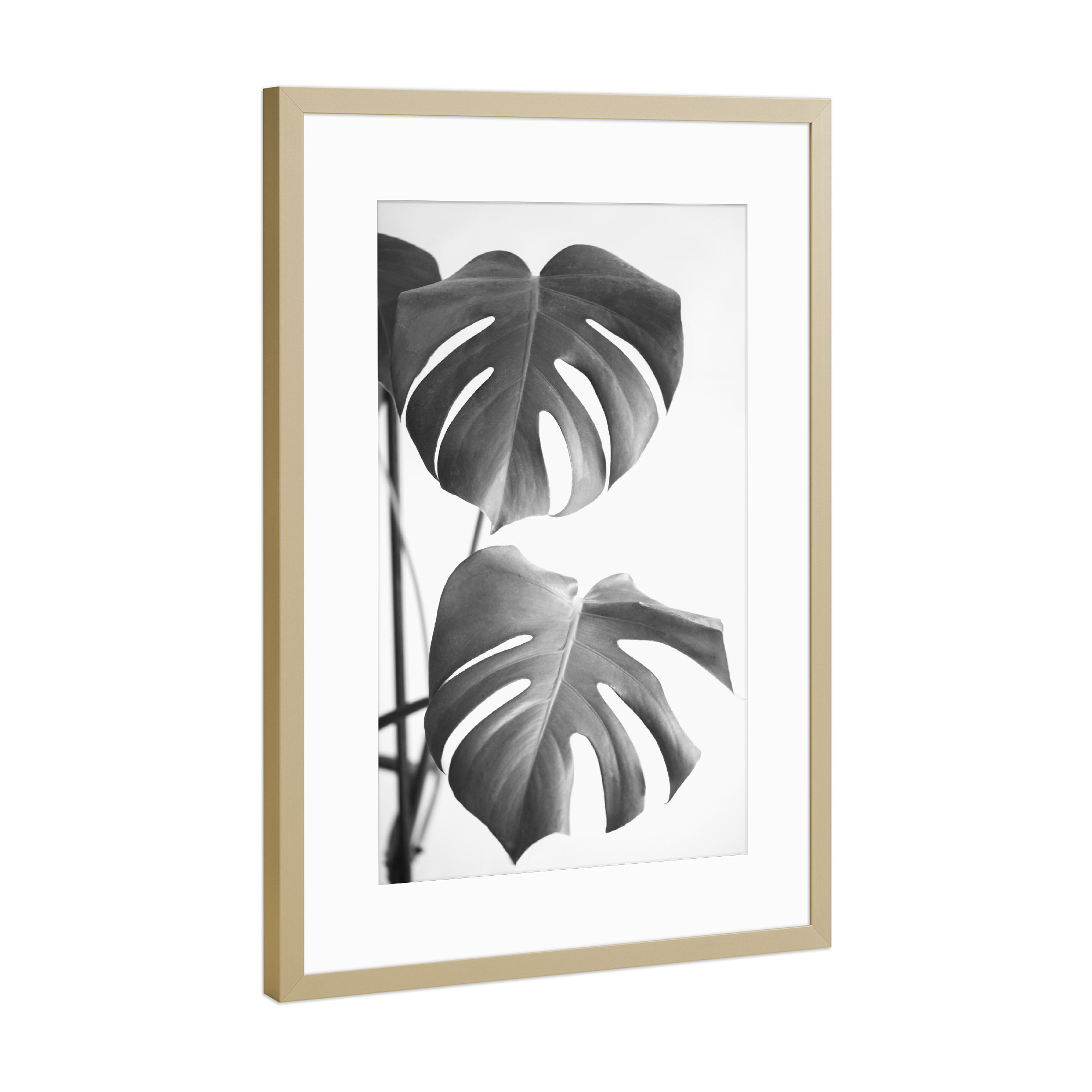 Poster mit Rahmen Gold "My monstera BW" artboxONE - Natur