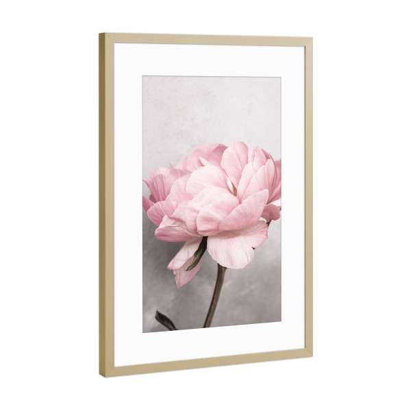 Poster mit Rahmen Gold "Peony Beauty" artboxONE - Natur,Floral