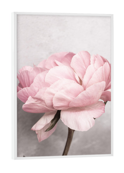 Poster mit weißem Rahmen "Peony Beauty" artboxONE - Natur,Floral
