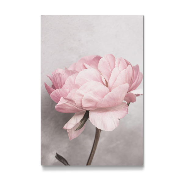 Galerie-Print "Peony Beauty" 30x20 cm artboxONE
