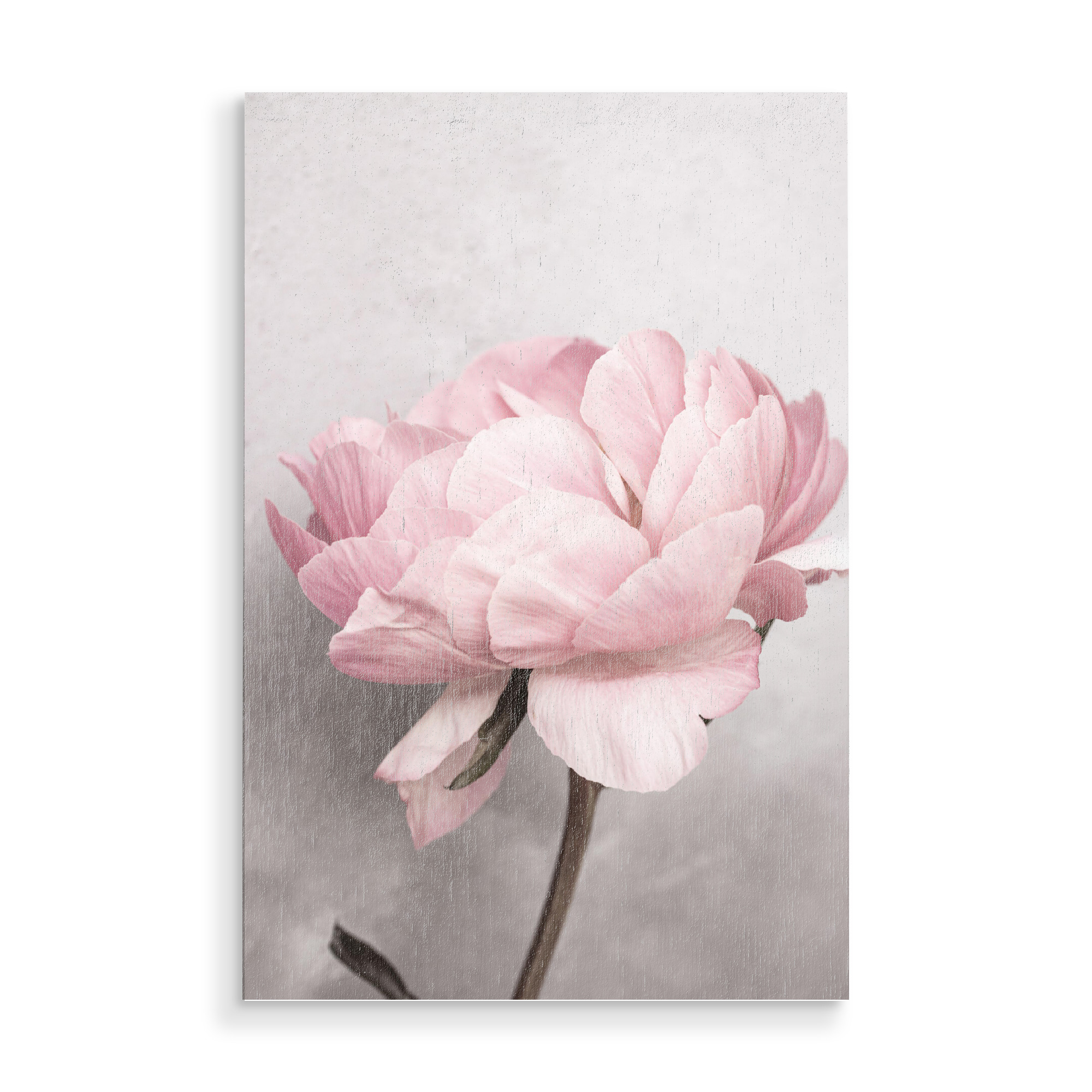 Holzbild "Peony Beauty" artboxONE - Natur,Floral