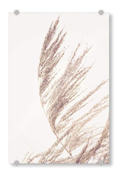 Acrylglasbild "Autumn Pampas Grass" artboxONE - Natur