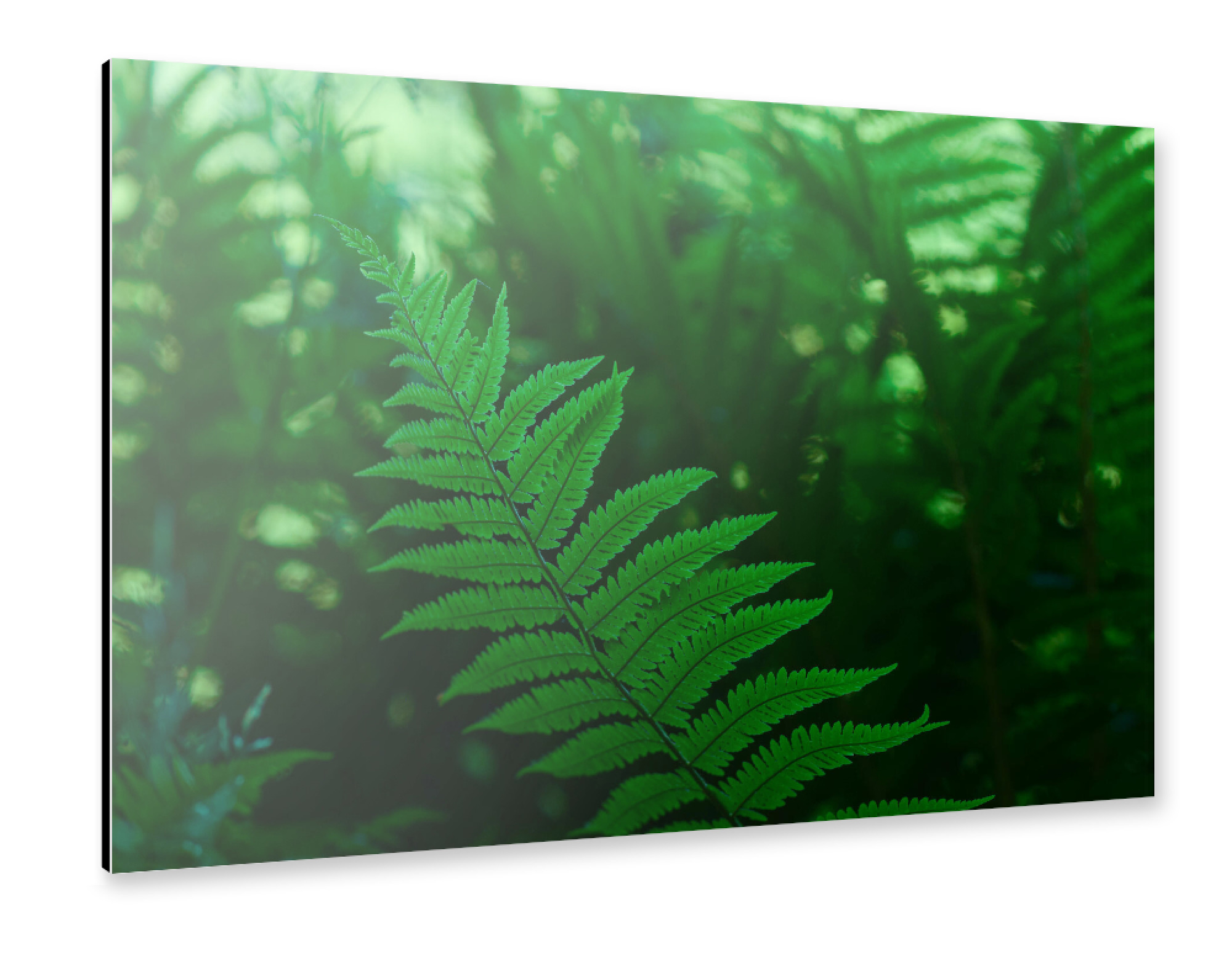 Alu-Dibond "Waldfarn" 30x20 cm artboxONE