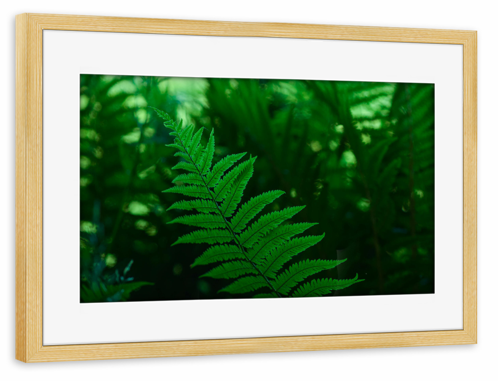 Poster mit Rahmen kiefer "Waldfarn" artboxONE - Natur,Floral
