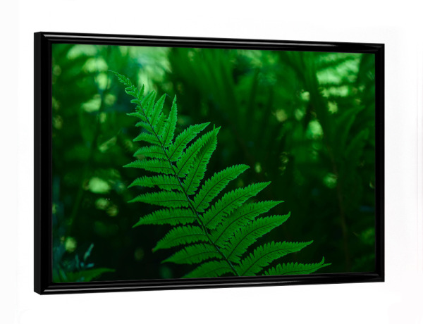 Poster mit schwarzem Rahmen "Waldfarn" artboxONE - Natur,Floral