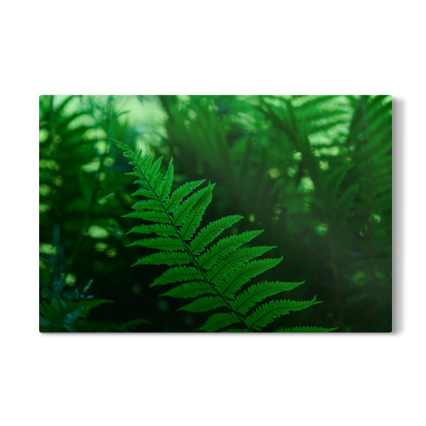 Galerie-Print "Waldfarn" 30x20 cm artboxONE