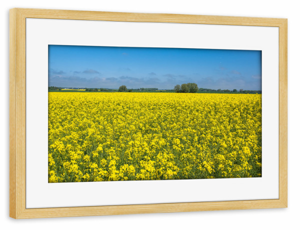 Poster mit Rahmen kiefer "Blühender Raps" artboxONE - Natur,Reise