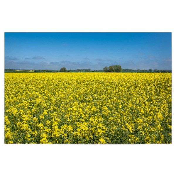 Poster "Blühender Raps" artboxONE - Natur,Reise
