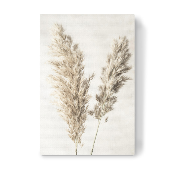 Leinwandbild "Dreamy Pampas" artboxONE - Natur