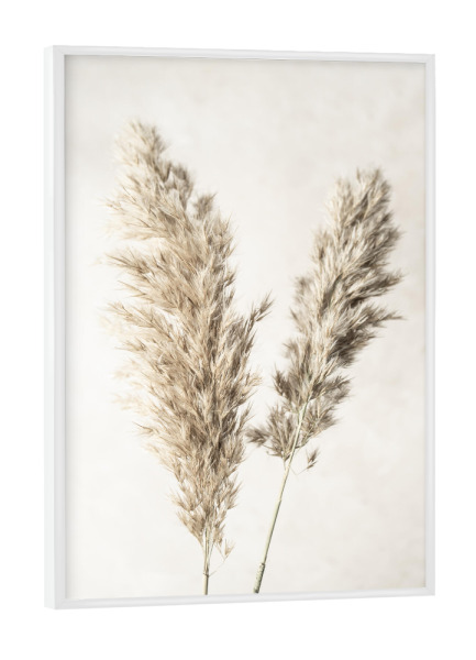 Poster mit weißem Rahmen "Dreamy Pampas" artboxONE - Natur