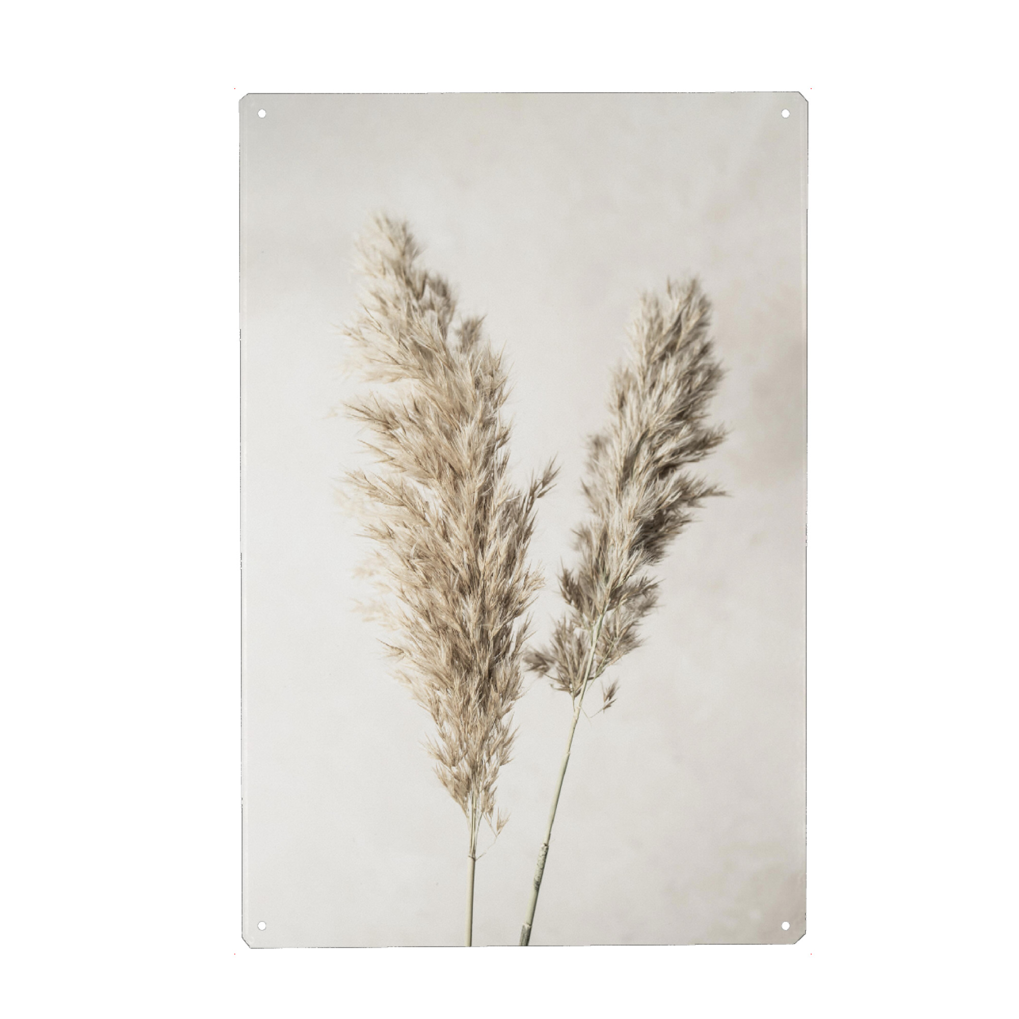 Metall Poster "Dreamy Pampas" artboxONE - Natur