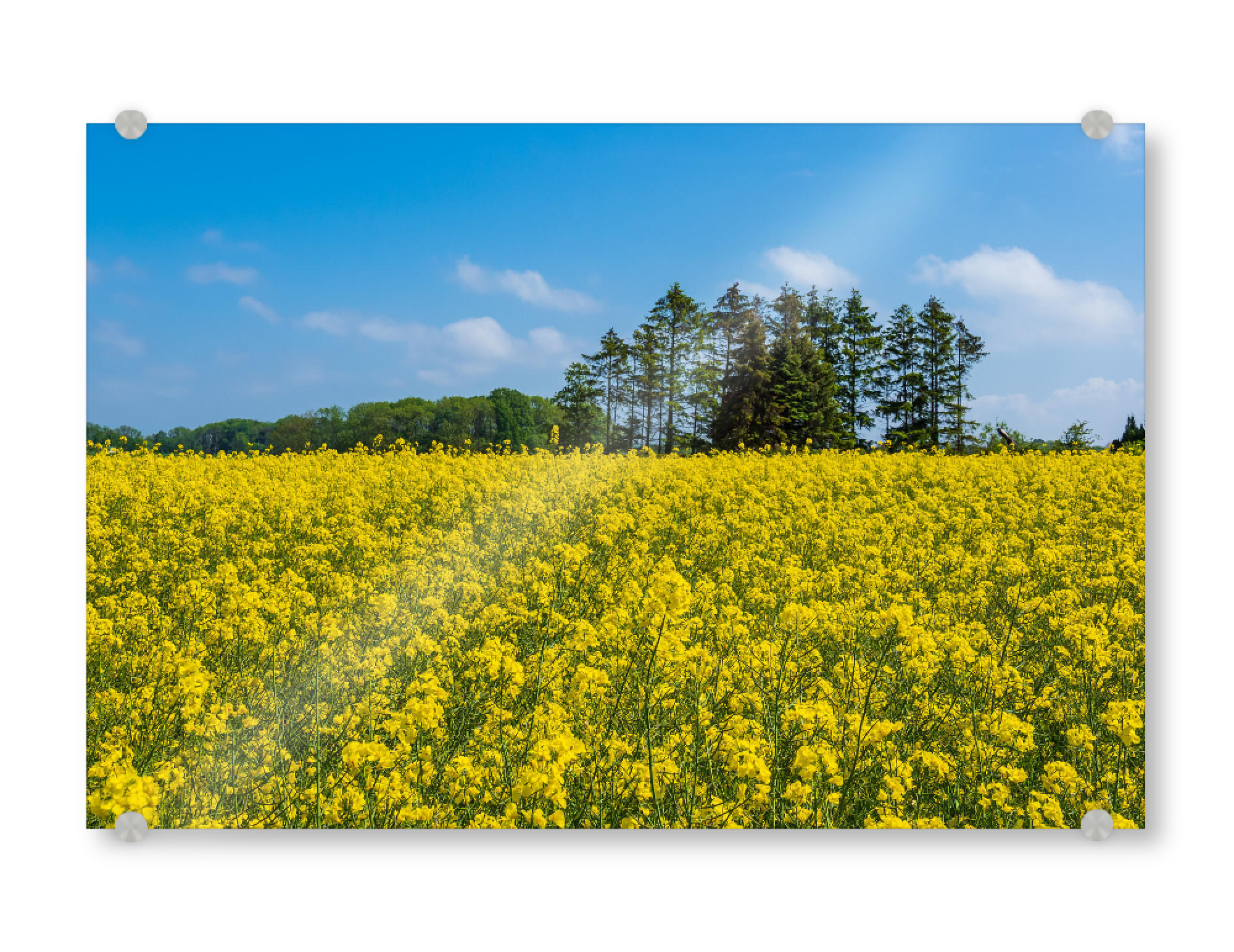Acrylglasbild "Bäume am Rapsfeld" artboxONE - Natur,Reise