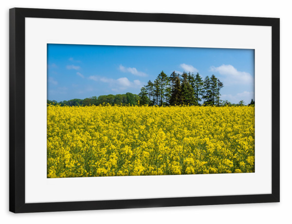 Poster mit Rahmen schwarz "Bäume am Rapsfeld" artboxONE - Natur,Reise