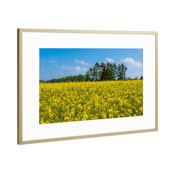 Poster mit Rahmen Gold "Bäume am Rapsfeld" artboxONE - Natur,Reise