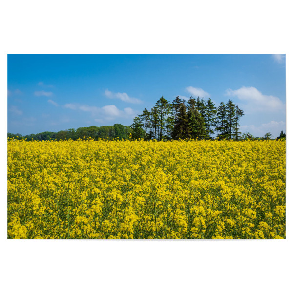 Poster "Bäume am Rapsfeld" artboxONE - Natur,Reise