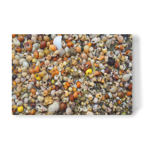 Kleine Muscheln am Strand