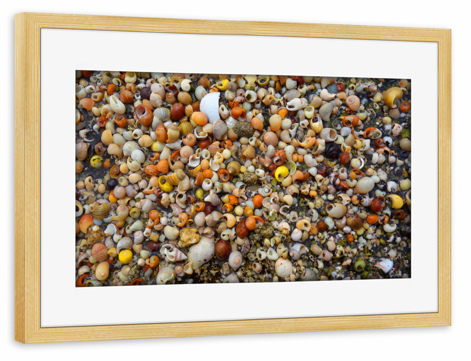 Poster mit Rahmen kiefer "Kleine Muscheln am Strand" artboxONE - Natur,Tiere,Reise / Strand und Meer
