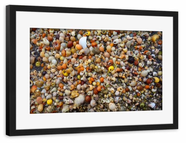Poster mit Rahmen schwarz "Kleine Muscheln am Strand" artboxONE - Natur,Tiere,Reise / Strand und Meer