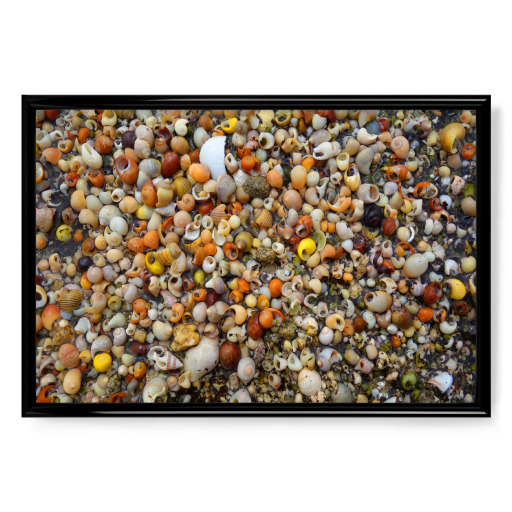 Kleine Muscheln am Strand Kleine Muscheln am Strand