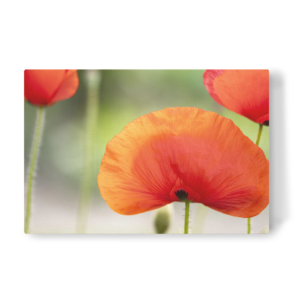 Leinwandbild "Mohnfächer" artboxONE - Natur,Floral,Für Mama