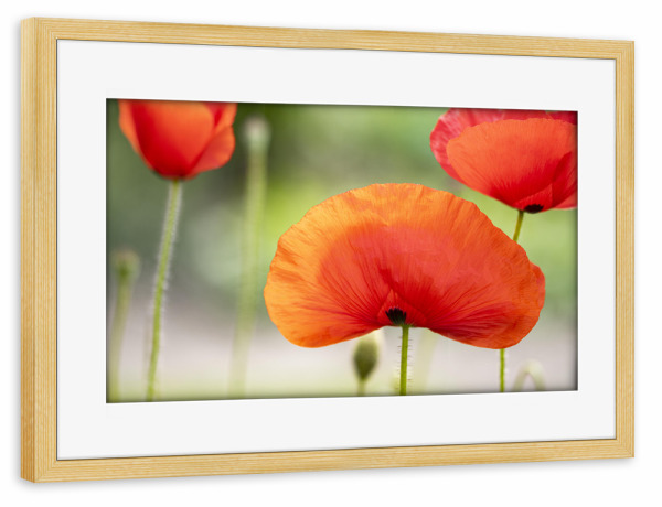 Poster mit Rahmen kiefer "Mohnfächer" artboxONE - Natur,Floral,Für Mama