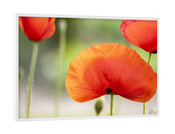 Poster mit weißem Rahmen "Mohnfächer" artboxONE - Natur,Floral,Für Mama