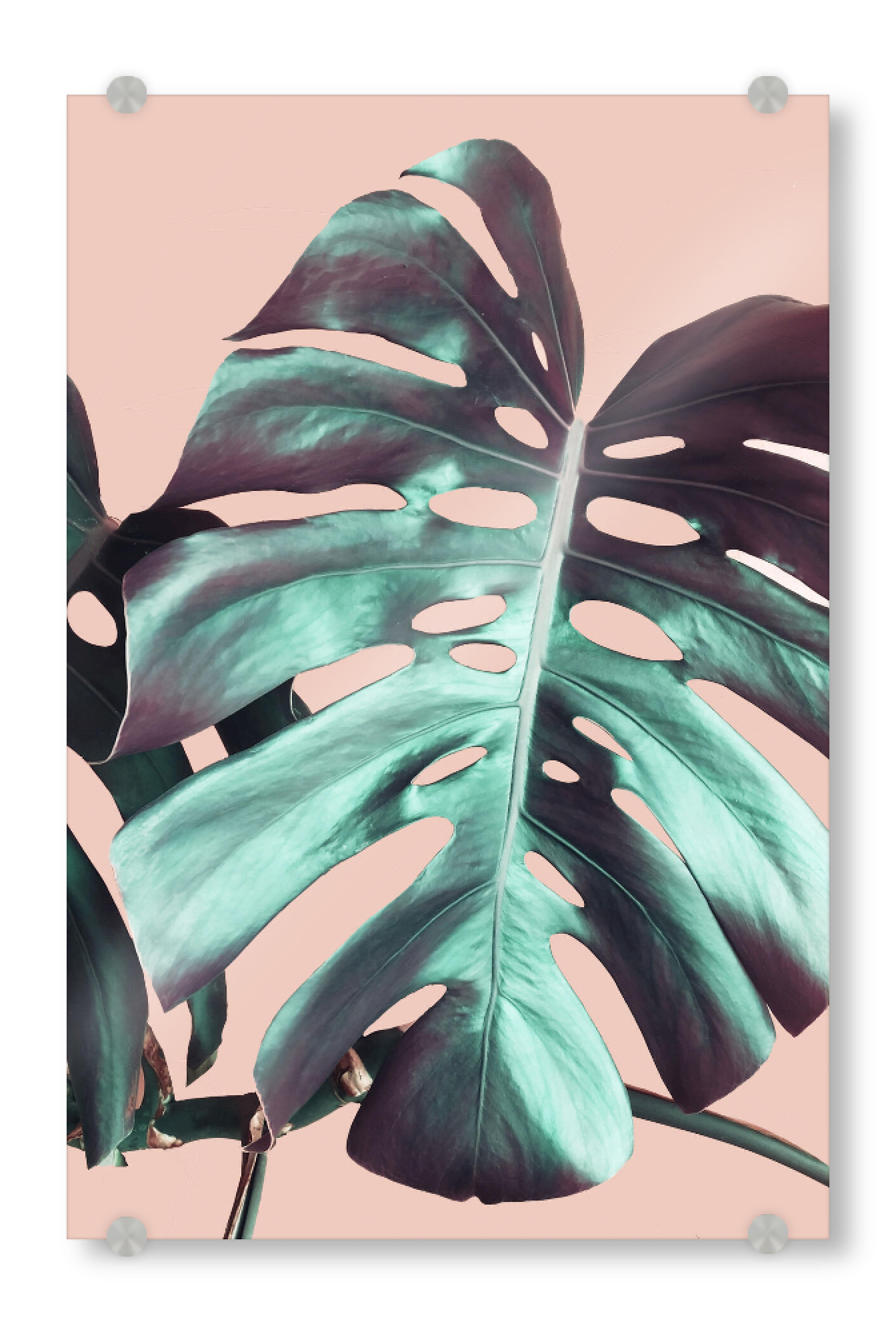 Acrylglasbild "Monstera Leaf on Pink" artboxONE - Natur,Floral - Pink,Monstera,Leaf,Nature,Plant,Pflanze,Leaves,Blätter,Natur,Green,Grün