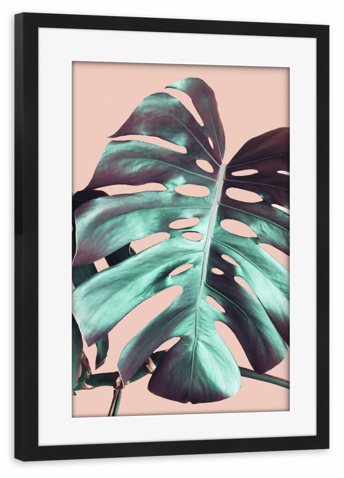 Poster mit Rahmen schwarz "Monstera Leaf on Pink" artboxONE - Natur,Floral - Pink,Monstera,Leaf,Nature,Plant,Pflanze,Leaves,Blätter,Natur,Green,Grün