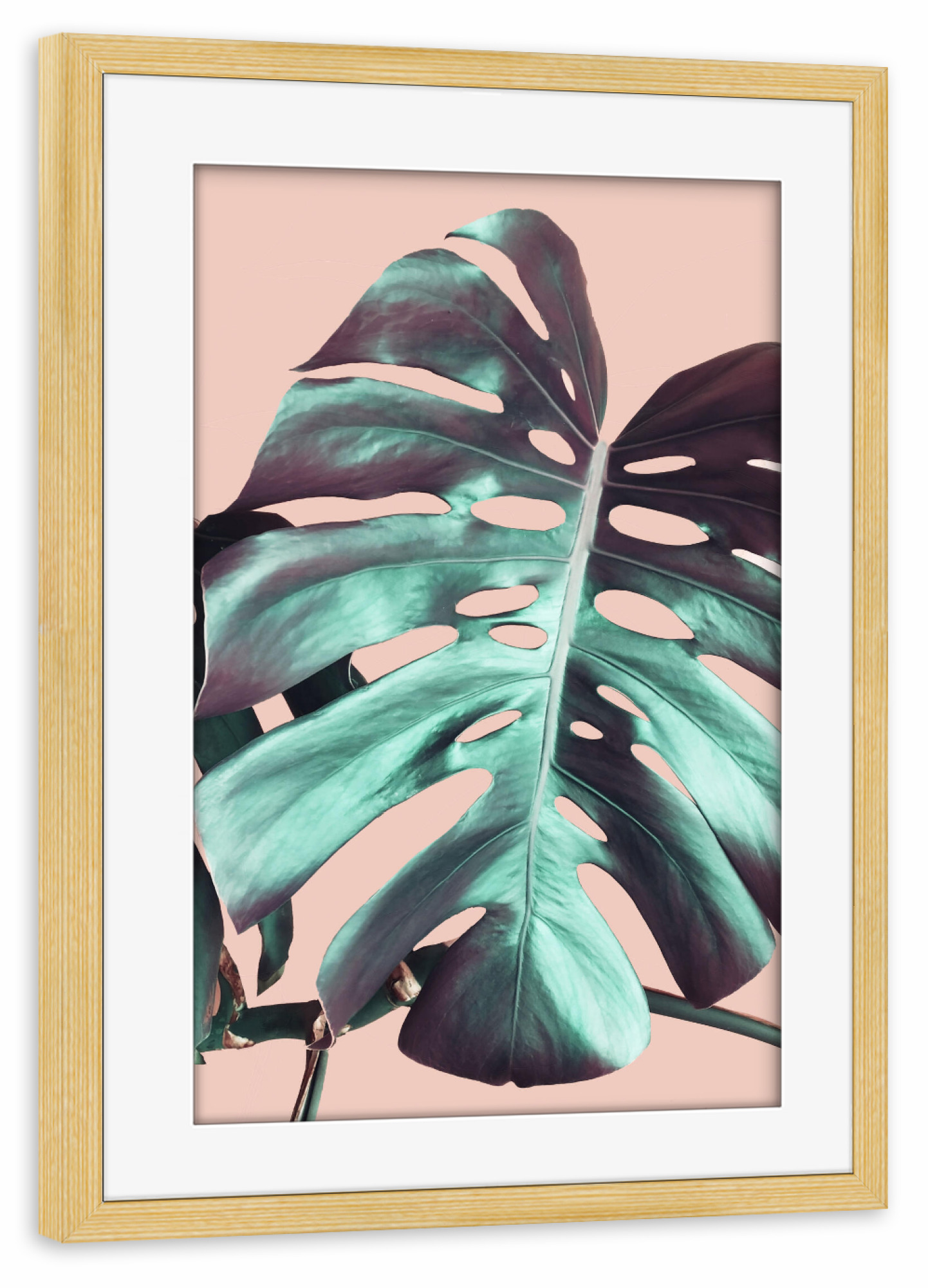 Poster mit Rahmen kiefer "Monstera Leaf on Pink" artboxONE - Natur,Floral - Pink,Monstera,Leaf,Nature,Plant,Pflanze,Leaves,Blätter,Natur,Green,Grün