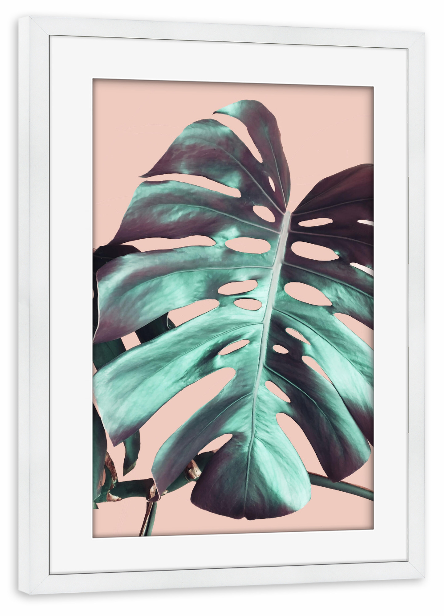Poster mit Rahmen weiß "Monstera Leaf on Pink" artboxONE - Natur,Floral - Pink,Monstera,Leaf,Nature,Plant,Pflanze,Leaves,Blätter,Natur,Green,Grün