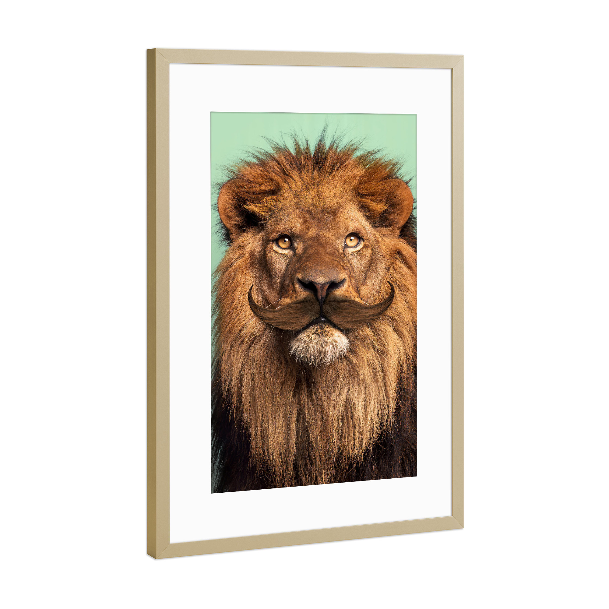 Poster mit Rahmen Gold "The Bearded Lion" artboxONE - Tiere,Reise / Afrika,Lustig