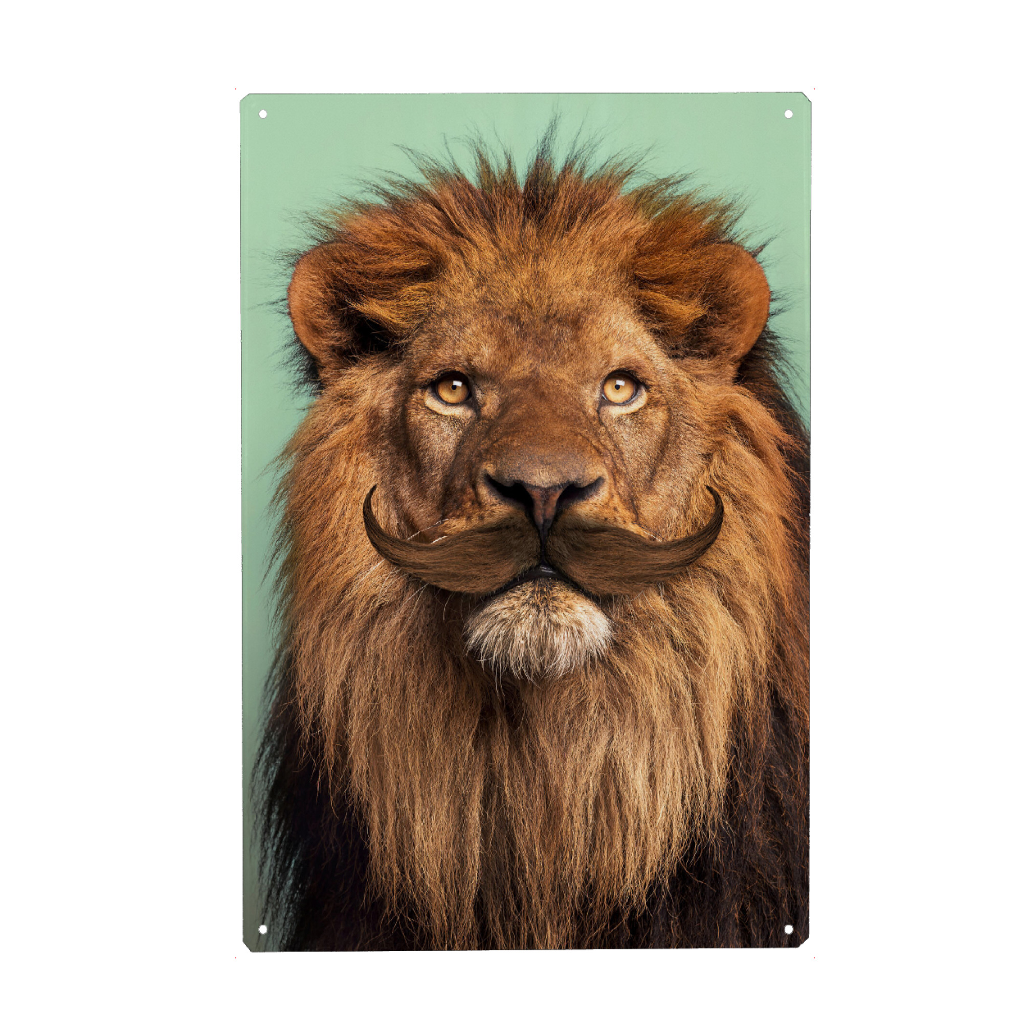 Metall Poster "The Bearded Lion" artboxONE - Tiere,Reise / Afrika,Lustig