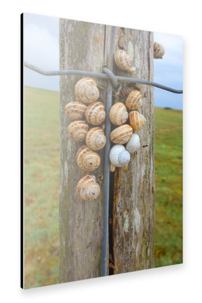 Alu-Dibond "Holzzaun mit Schnecken" 30x20 cm artboxONE