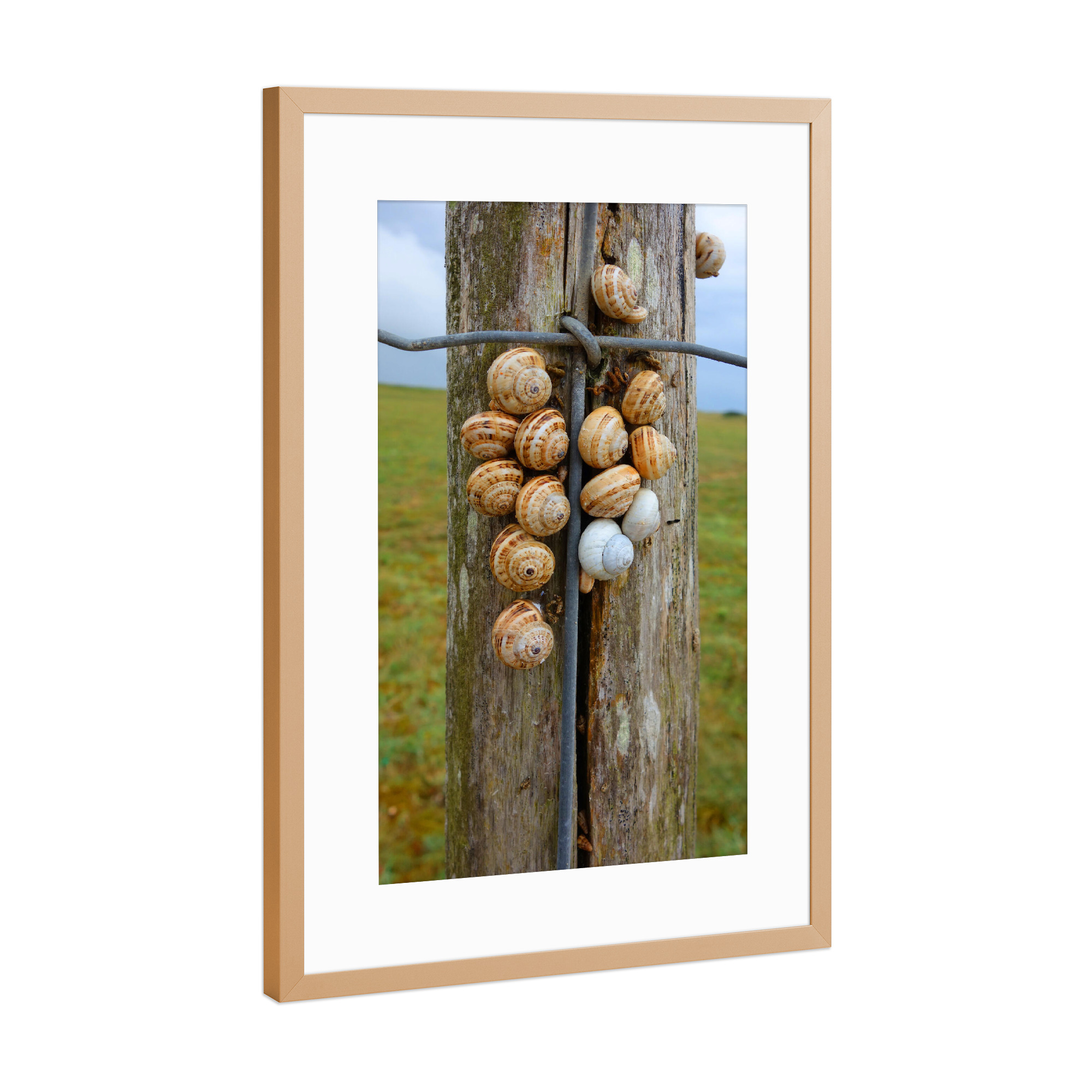 Poster mit Rahmen Kupfer "Holzzaun mit Schnecken" artboxONE - Natur,Tiere,Architektur