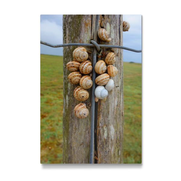 Galerie-Print "Holzzaun mit Schnecken" 30x20 cm artboxONE