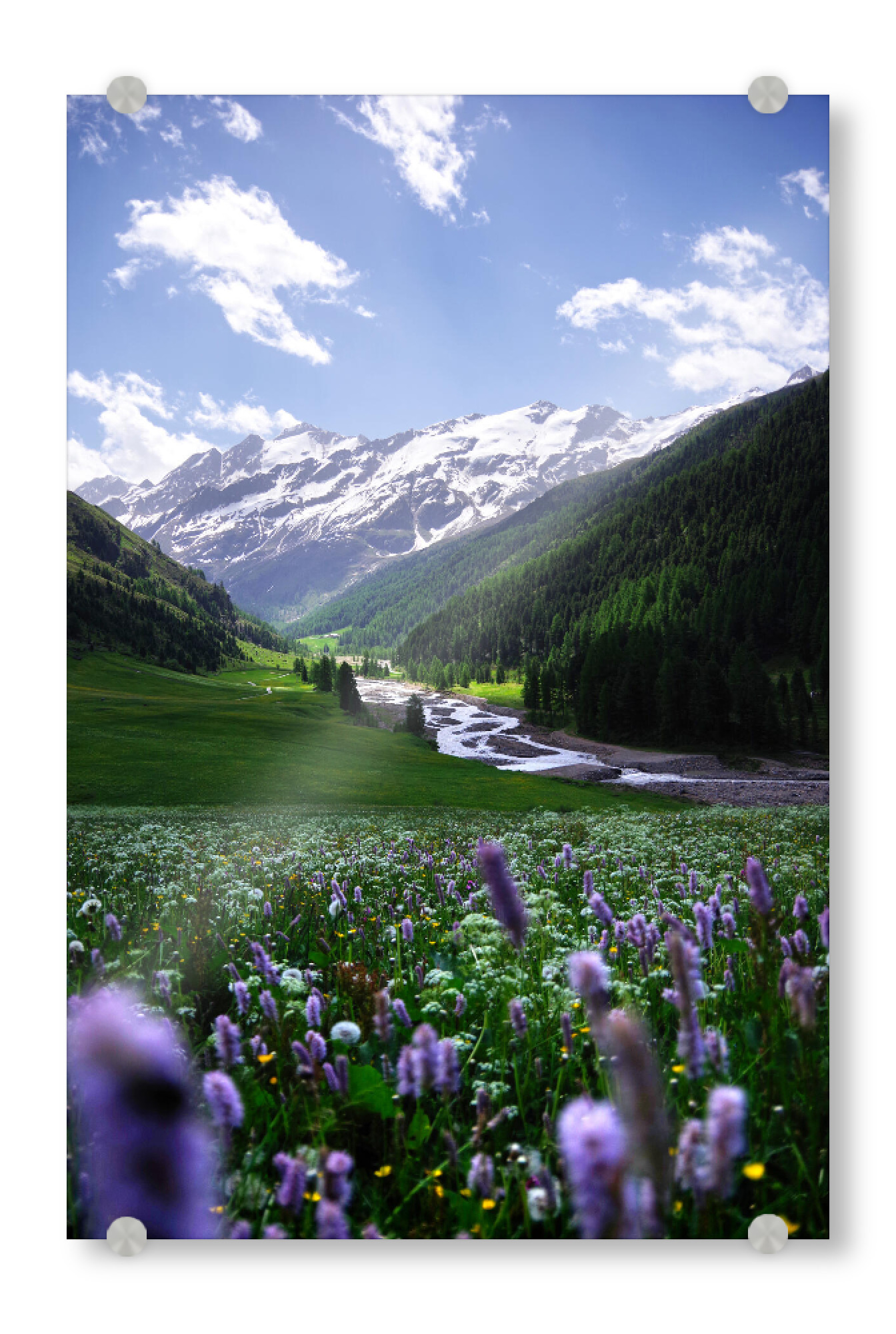 Acrylglasbild "Blumenwiese in den Bergen" artboxONE - Natur,Reise,Floral