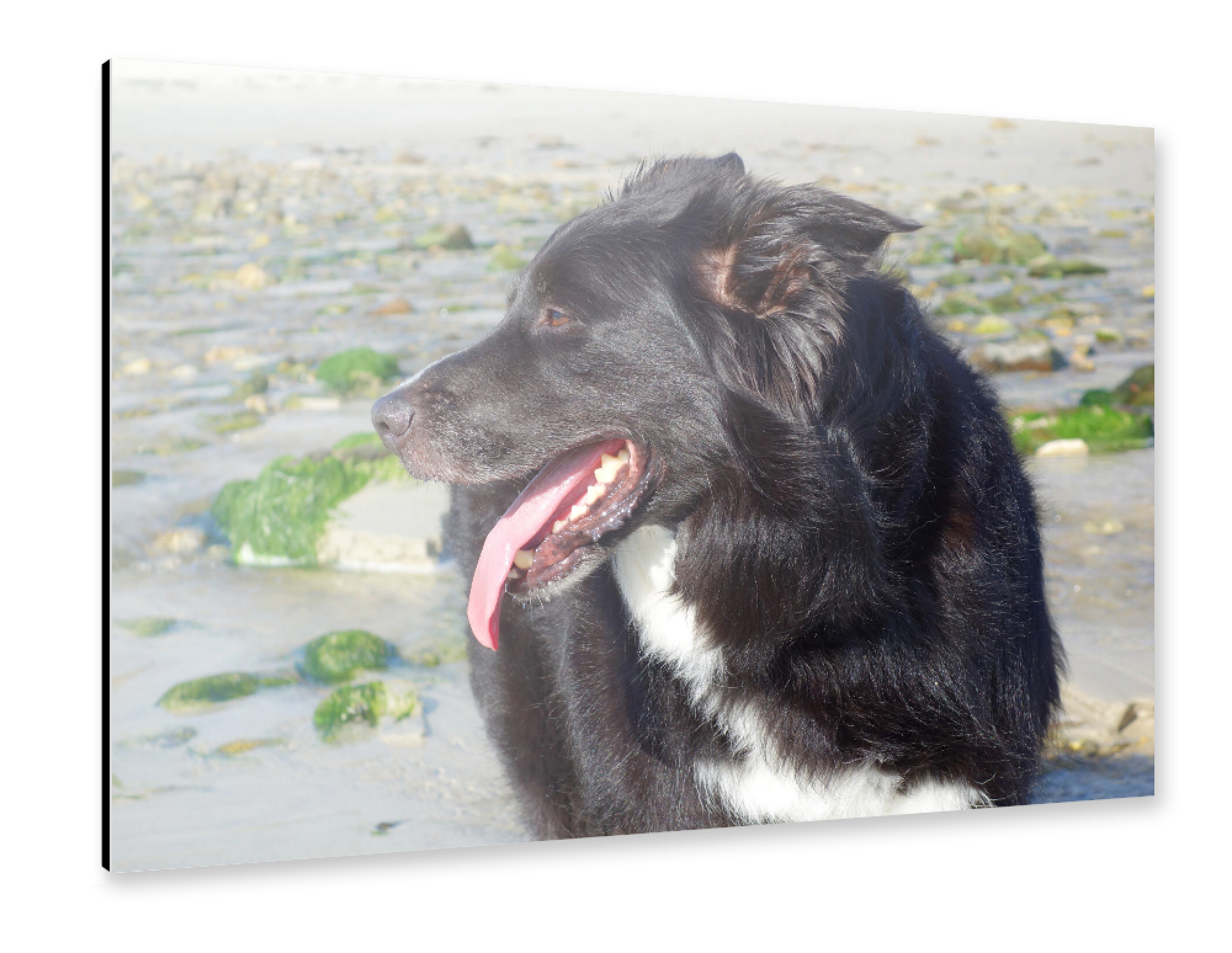 Alu-Dibond "Border Collie am Strand" 30x20 cm artboxONE