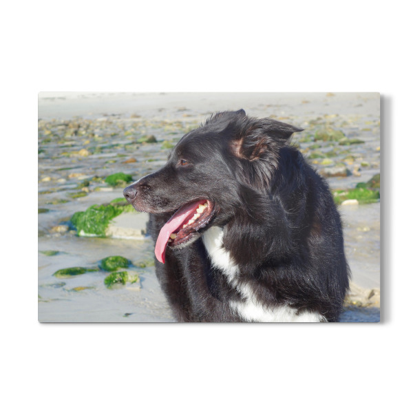 Galerie-Print "Border Collie am Strand" 30x20 cm artboxONE