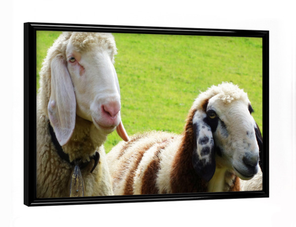 Poster mit schwarzem Rahmen "Zwei Schafe" artboxONE - Natur,Tiere,Arcadia