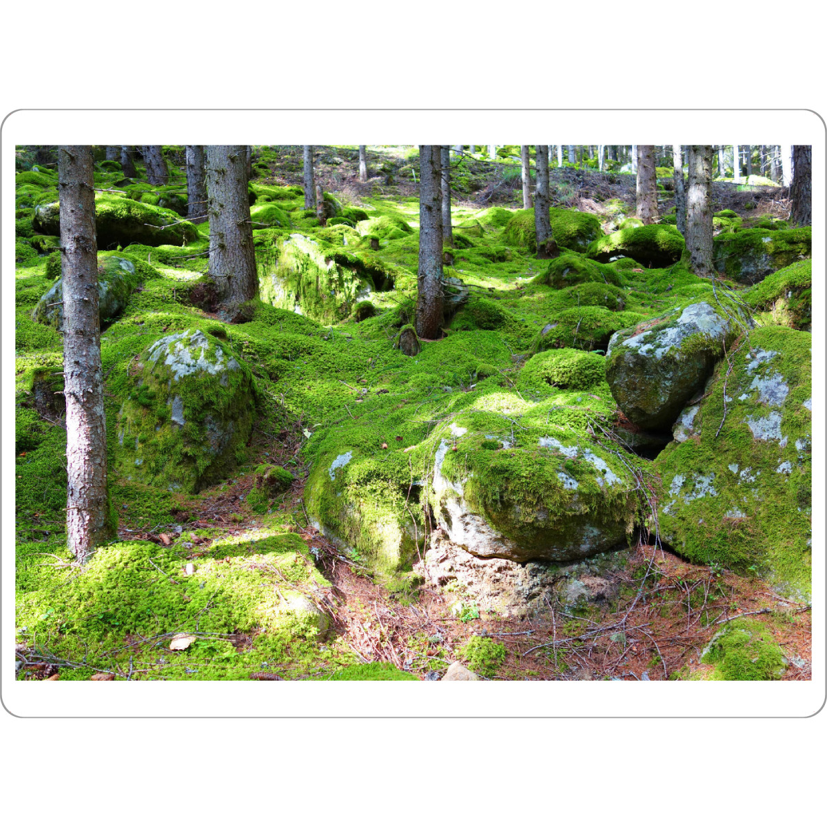 Tischset "Moos im Märchenwald" artboxONE - Natur,Reise,Floral - Wald,Baum,Bäume,Moos,Grün,Feucht,Natur,Wandern,Märchen,Feen,Zauber,Felsen,Tannen