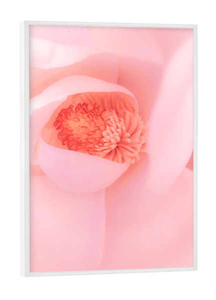 Poster mit weißem Rahmen "Pink Magnolia" artboxONE - Natur,Floral - Pink,Magnolia,Flower,Floral,Macro,Spring,Blume,Closeup,Nahaufnahme,Magnolie