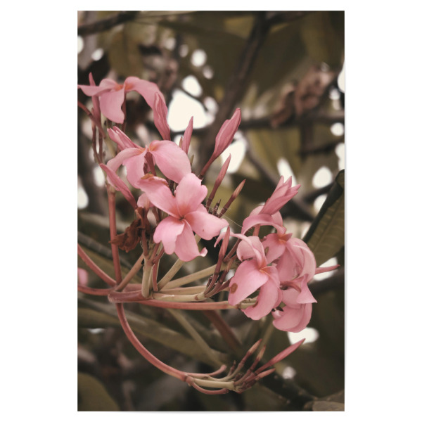 Poster "Pink Blooming Flowers" artboxONE - Natur,Floral - Pink,Blooming,Flowers,Blumen,Floral,Natur,Nature,Closeup,Nahaufnahme