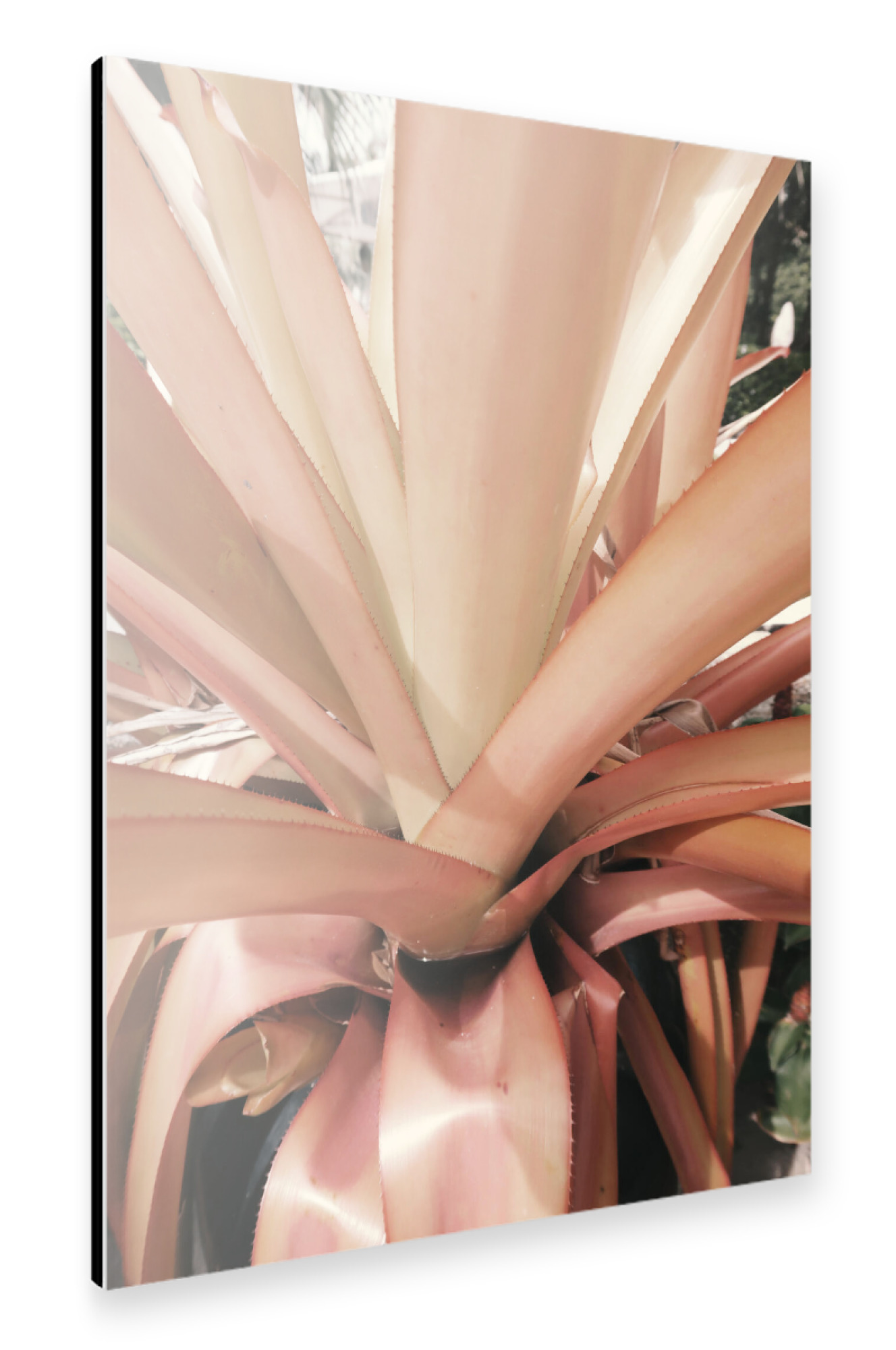 Alu-Dibond "Pink Palm Leaves" 75x50 cm artboxONE