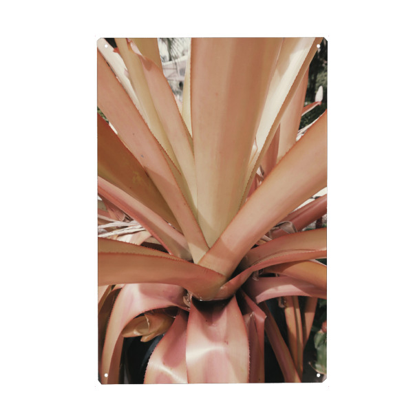 Holzbild "Pink Palm Leaves" artboxONE - Natur - Pink palm leaves,Leaves,Blätter,Closeup,Nahaufnahme,Plant,Pflanze,Natur,Nature