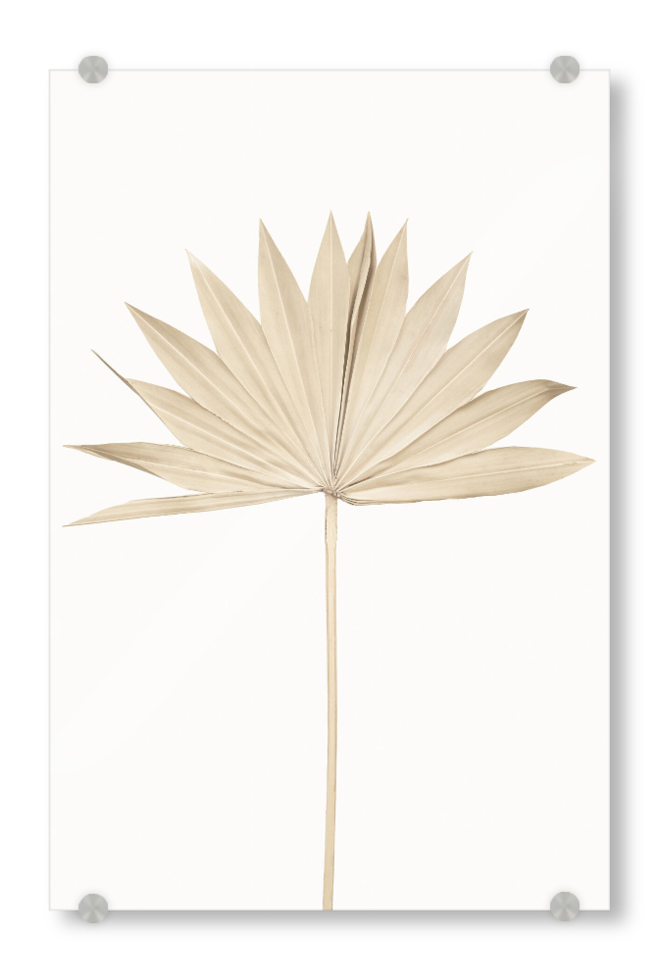 Acrylglasbild "Dried Fan Leaf" artboxONE - Natur