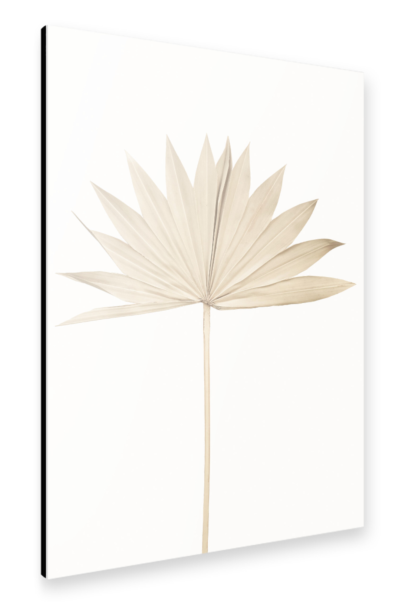Alu-Dibond "Dried Fan Leaf" 30x20 cm artboxONE