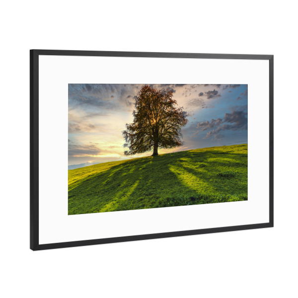 Poster mit Rahmen Schwarz (Metallic) "Rotbuche" artboxONE - Natur