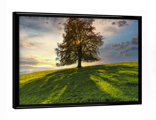 Poster mit schwarzem Rahmen "Rotbuche" artboxONE - Natur - Rotbuche,Baum,Sonnenuntergang,Allgäu,Bayern,Sunset,Natur,Nature,Landschaft,Landscape,Tree